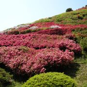 姫ノ沢公園でアスレチック＆つつじ