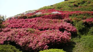 姫ノ沢公園でアスレチック＆つつじ