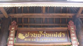 象の賢さにびっくりします。