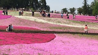 ピンクと白のコントラスト！芝桜
