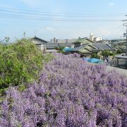 素晴らしい野田藤！