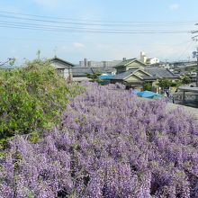 上から見下ろした藤棚