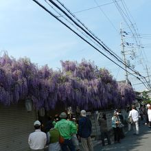 家全体を覆うように藤棚が...