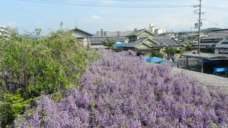 素晴らしい野田藤！