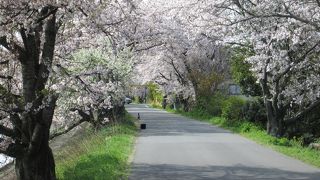 犀川・・・桜堤がすごいです
