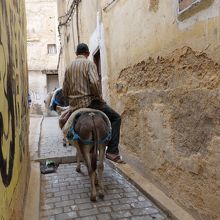 メディナの中では色んなところでロバと遭遇します。