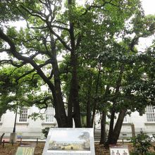 「玉楠」と呼ばれているタブノキ