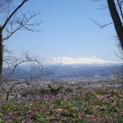 北海道内最大のカタクリの群生地！　毎日の開花状況がHPにアップされ、大変便利。