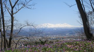 北海道内最大のカタクリの群生地！　毎日の開花状況がHPにアップされ、大変便利。