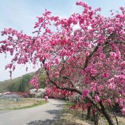 川沿いには「しだれ花桃」が咲きます