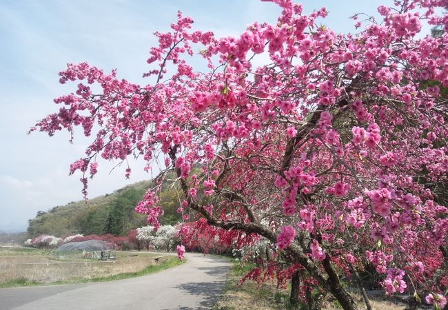 川沿いには「しだれ花桃」が咲きます