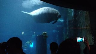マナティの大水槽は圧巻です！これだけで見る価値十分！