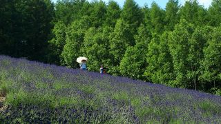 ファーム富田の原点となった最も歴史あるラベンダー畑が好き～♪