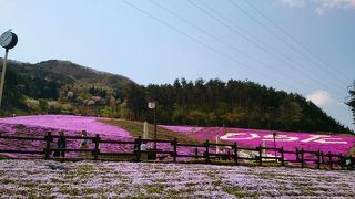 春真っ盛りの芝桜