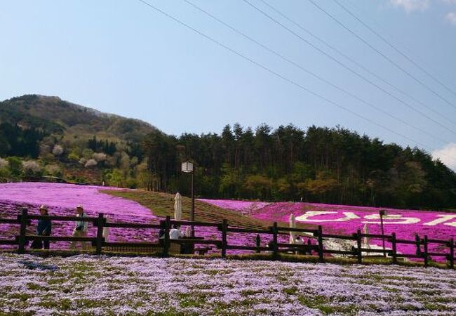 春真っ盛りの芝桜