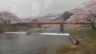川堤の桜並木