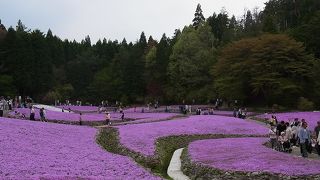 三田にある芝桜が美しい公園