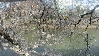 お堀に映る桜が絶景だ