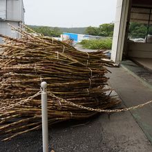 これが黒糖の原料の　さとうきびです。