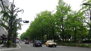 山下公園沿いの銀杏並木の通りです