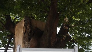 国分寺の近くに立っています