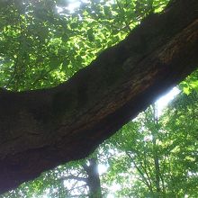 大きな木がたくさんあります。