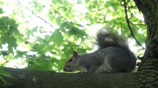 人間も犬もリスも気持ちが良い。