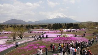 富士山と芝桜のコラボが最高