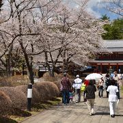 ＧＷにソメイヨシノが開花するお寺