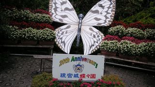 季節に関係なしに蝶ちょがいっぱい