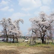 通称「種まき桜」とも呼ばれるエドヒガンザクラ