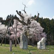 八幡太郎義家の伝説