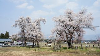 通称「種まき桜」とも呼ばれるエドヒガンザクラ