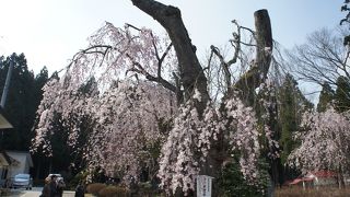 日本三十三枝垂桜のひとつだそうです