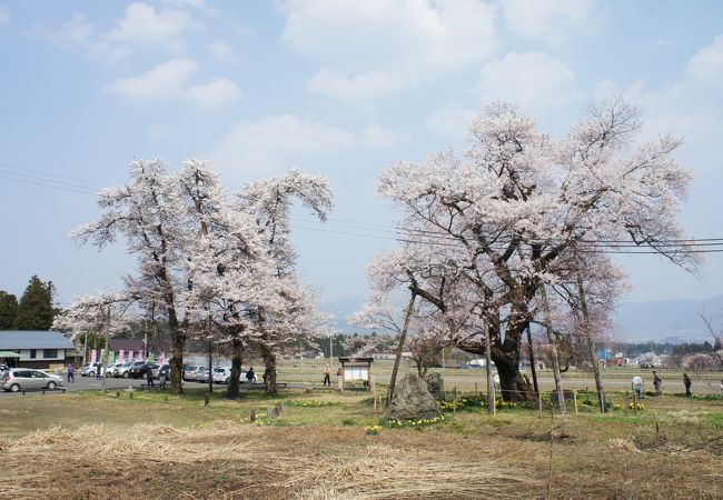 通称「種まき桜」とも呼ばれるエドヒガンザクラ