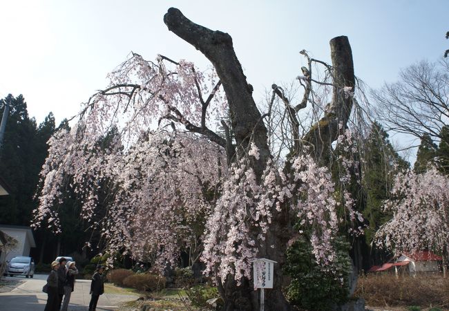 日本三十三枝垂桜のひとつだそうです