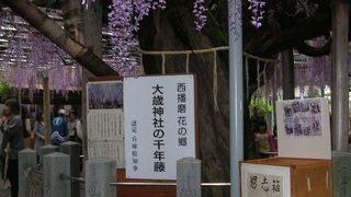 ださいじんじゃ千年藤