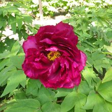 牡丹園に咲いています