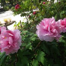 牡丹園に咲いていました