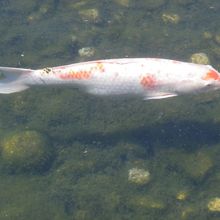 庭園内龍仙湖には鯉がいます