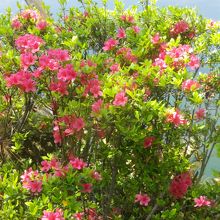 つつじも咲いていました