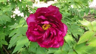 牡丹園を楽しみました