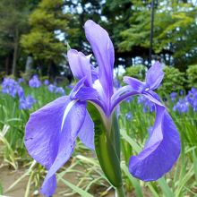 仏殿裏カキツバタ庭園?