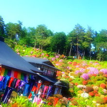 護摩堂（手前）と ツツジ咲く すり鉢状の庭園