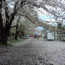 桜色に染まる道