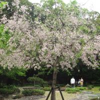 中庭の桜。嵐で花が落ちちゃった↓