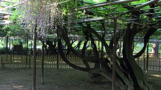 朝一番・・・静かに鑑賞できます