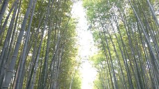 圧倒的な竹の景色!!