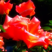 濃いサーモンピンクのバラ　”ヘレントロベール”