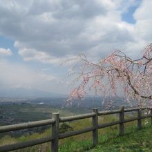 遠くに岩木山が見渡せます